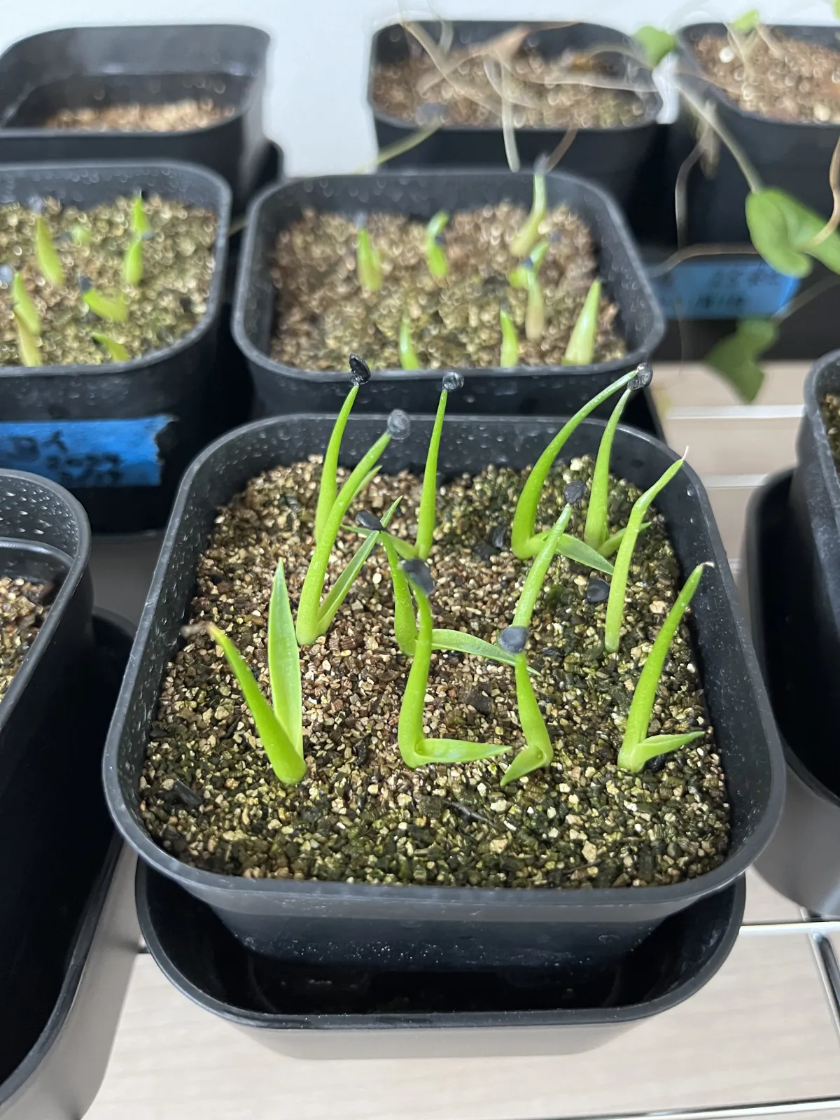 Agave utahensis var. eborispina (アガベ エボリスピナ)