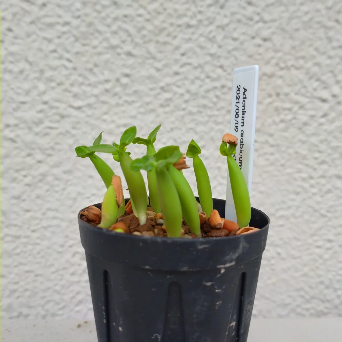 Adenium arabicum Yemen (アデニウム アラビカム イエメン)