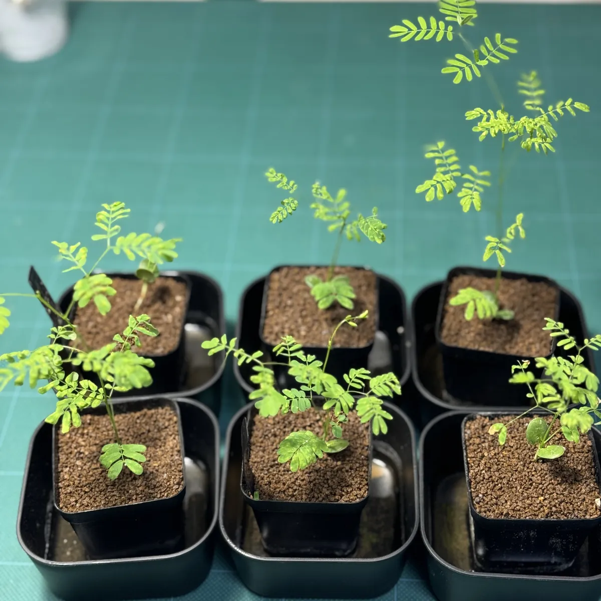 Acacia burkei (アカシア ブルケイ)