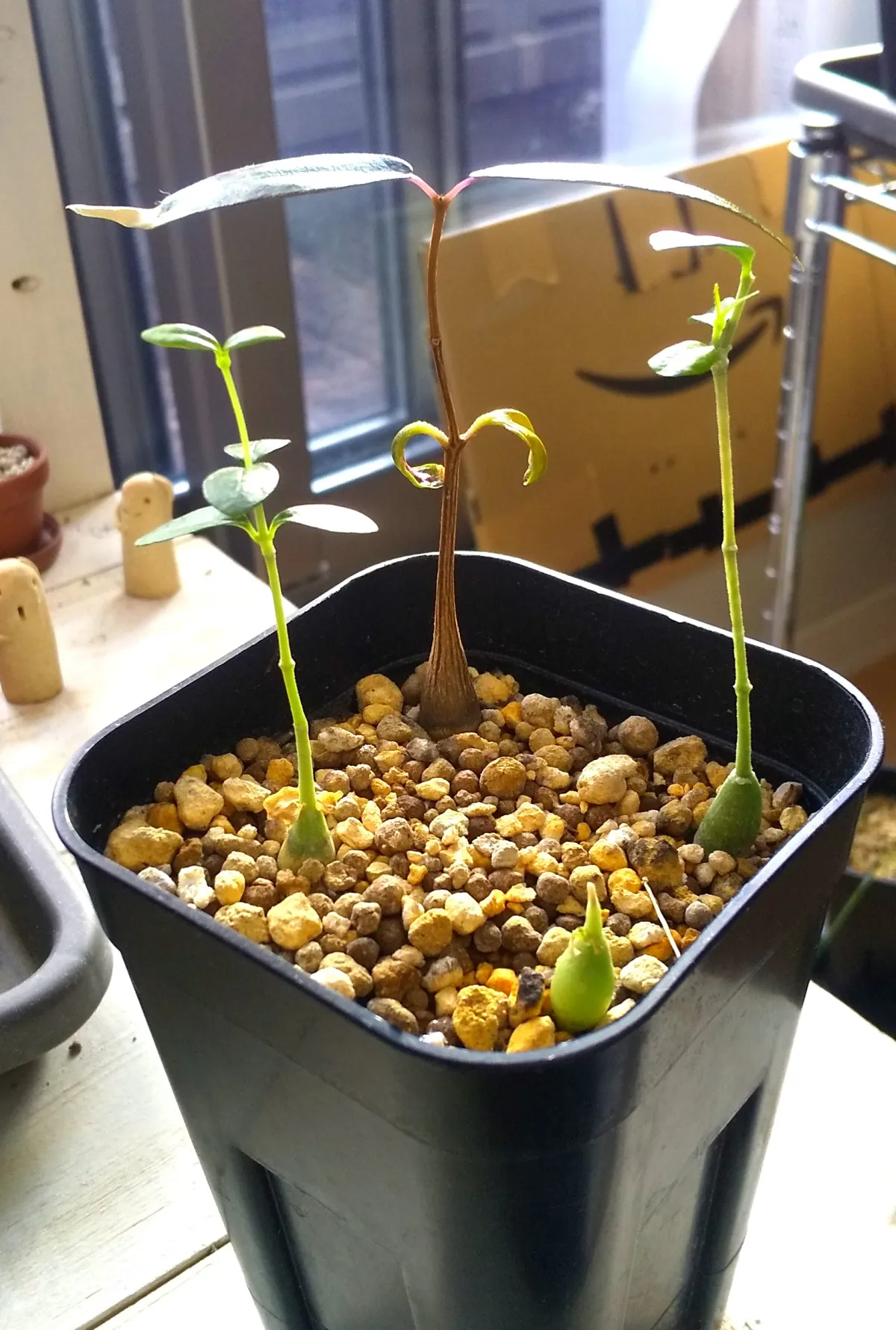 Fockea edulis (フォッケア 火星人)