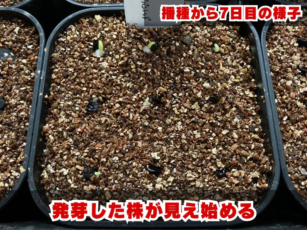 Agave kerchovei (アガベ ワフアパンレッド)