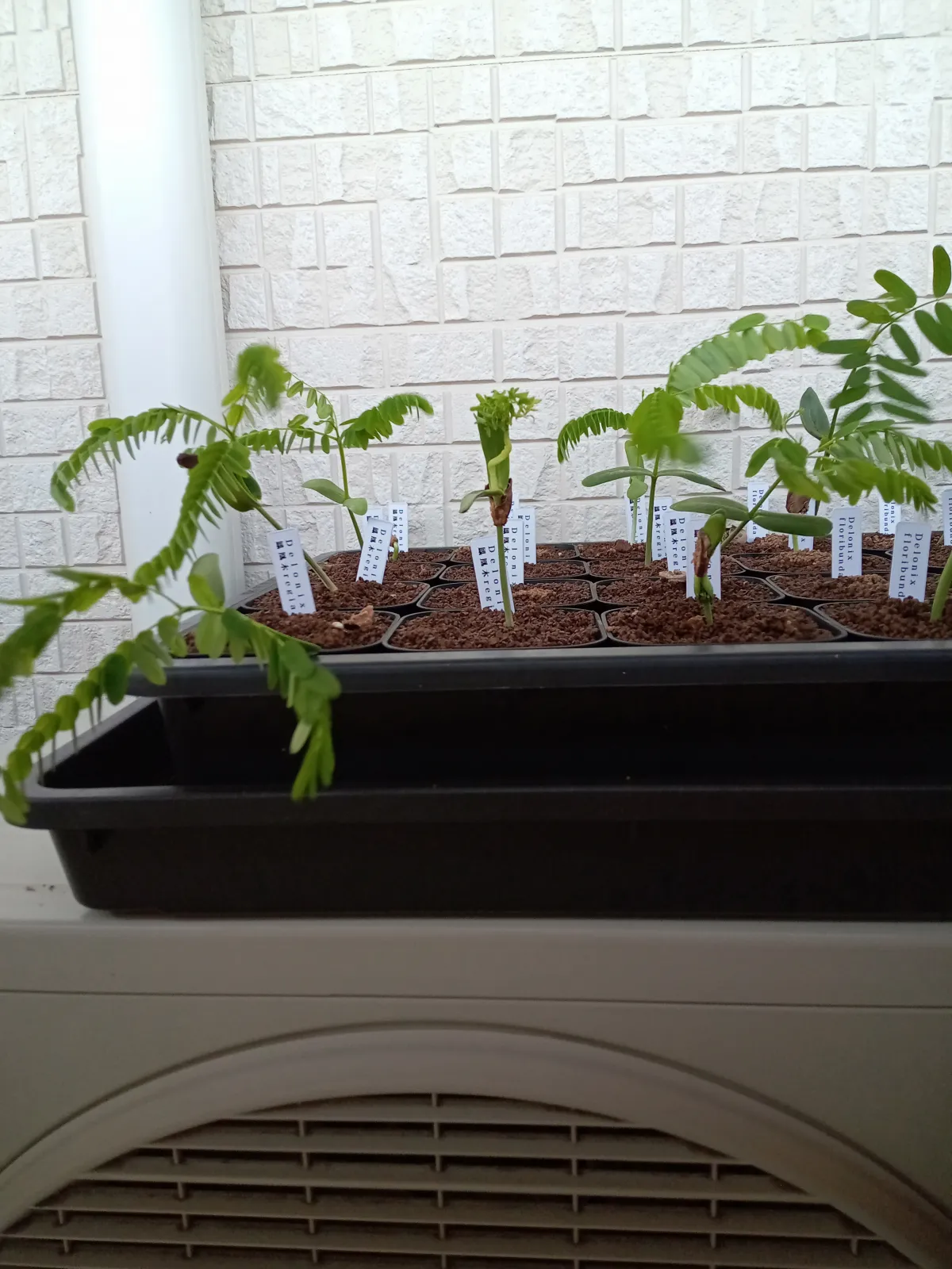 Delonix regia (デロニクス レジア 鳳凰木)