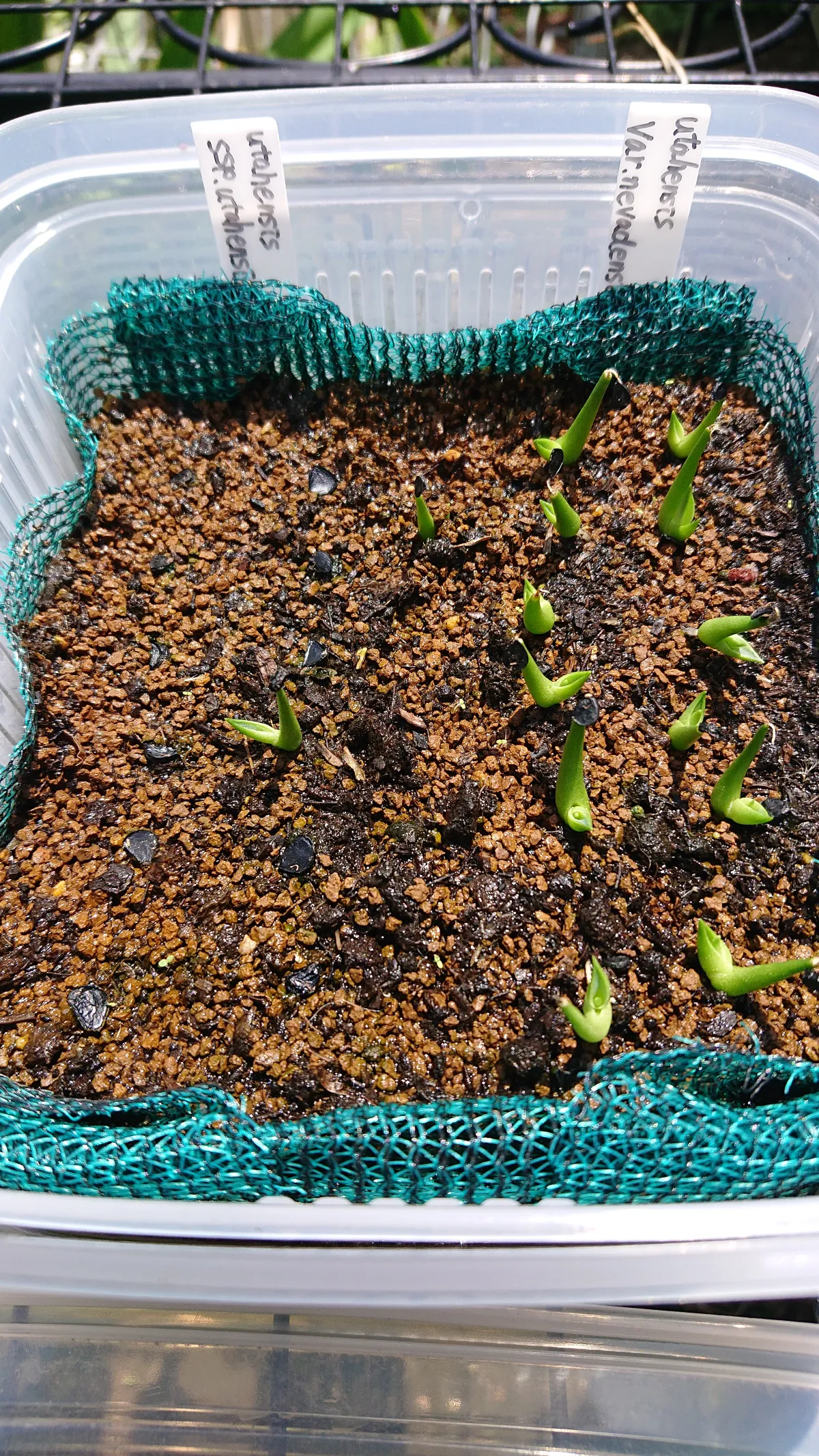 Agave utahensis nevadensis (アガベ ネヴァデンシス)