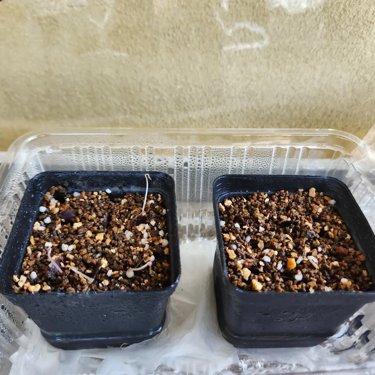 Dioscorea elephantipes (ディオスコレア エレファンティペス)