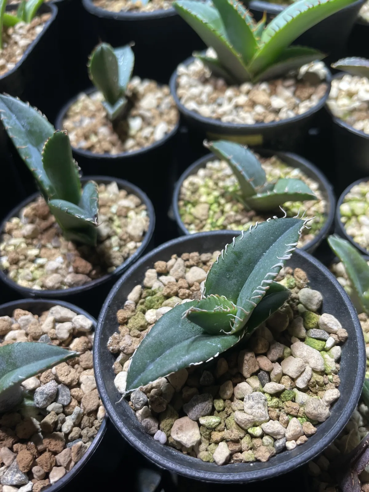 Agave titanota Blue Lot. (アガベ チタノタブルー)