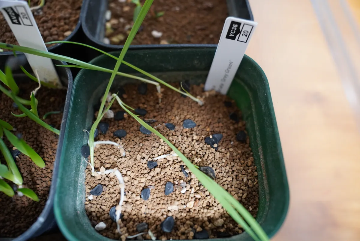 Yucca rostrata (ユッカ ロストラータ 'グレイグリーン')