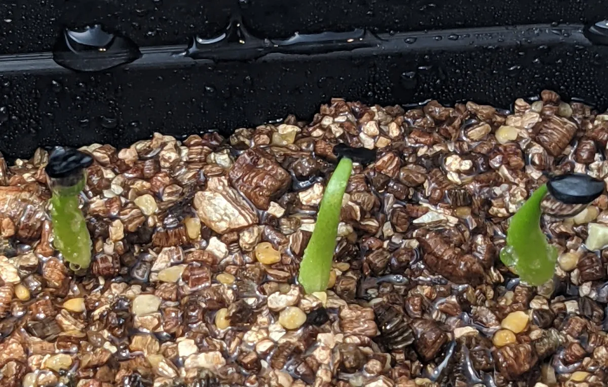 Agave titanota Blue Lot. (アガベ チタノタブルー)
