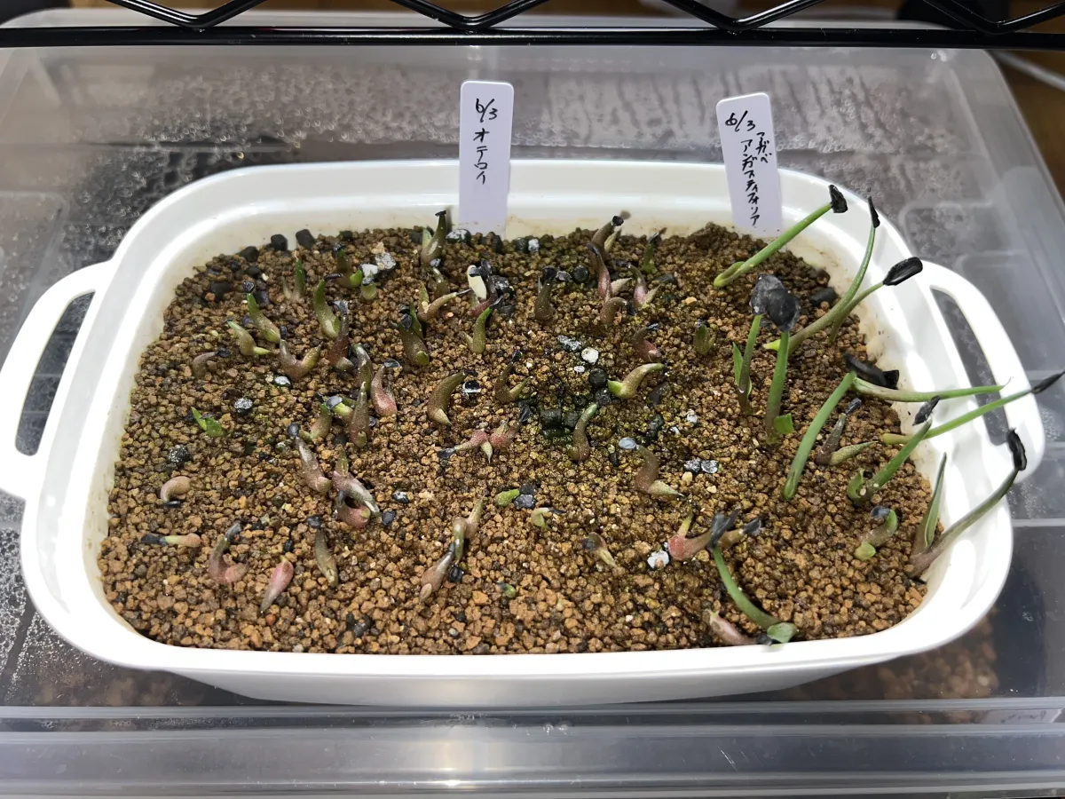 Agave oteroi Lot. (アガベ オテロイ)