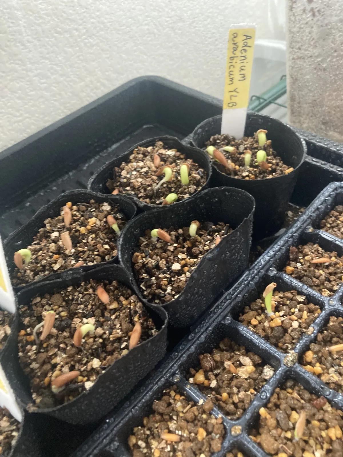YLB Adenium arabicum Yak Lop Buri (アデニウム アラビカム)