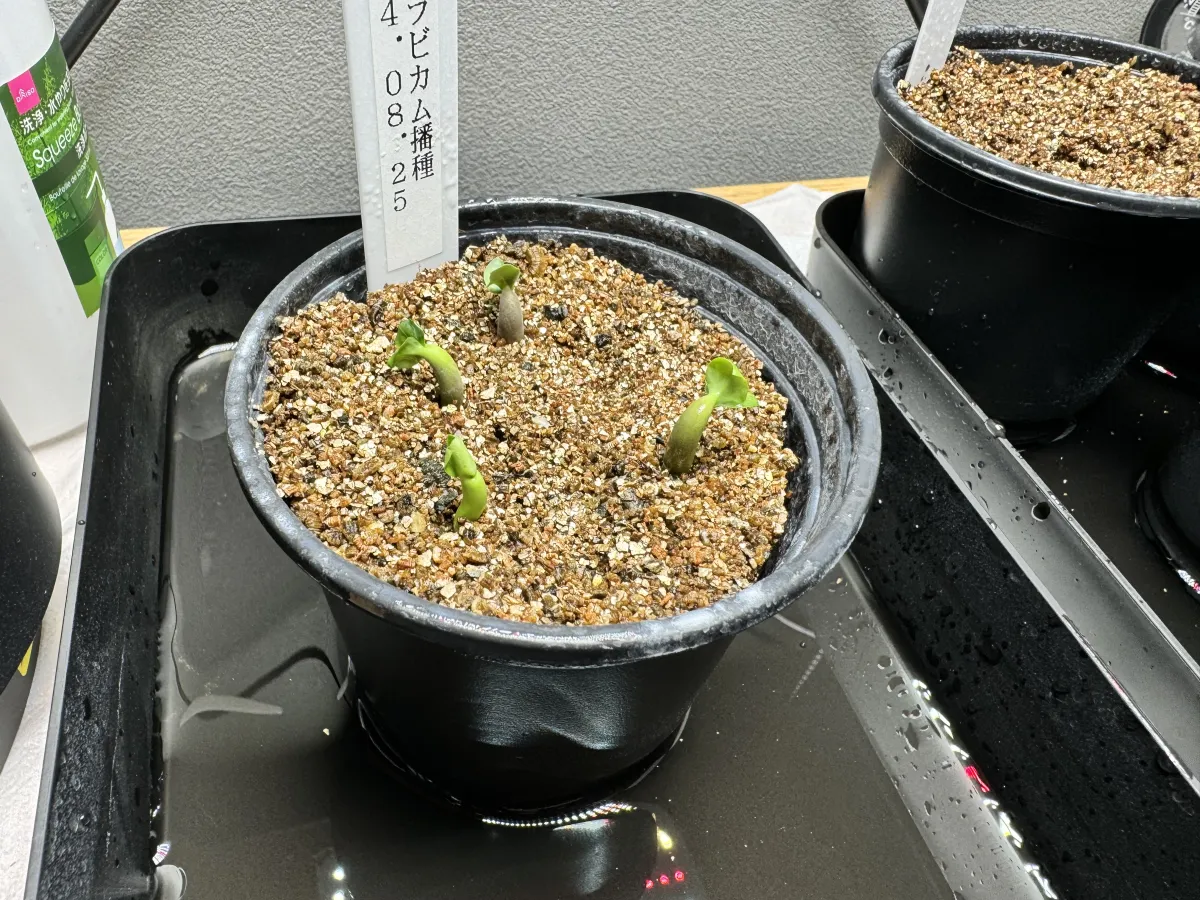 PNW Adenium arabicum phet na wang (アデニウム アラビカム)