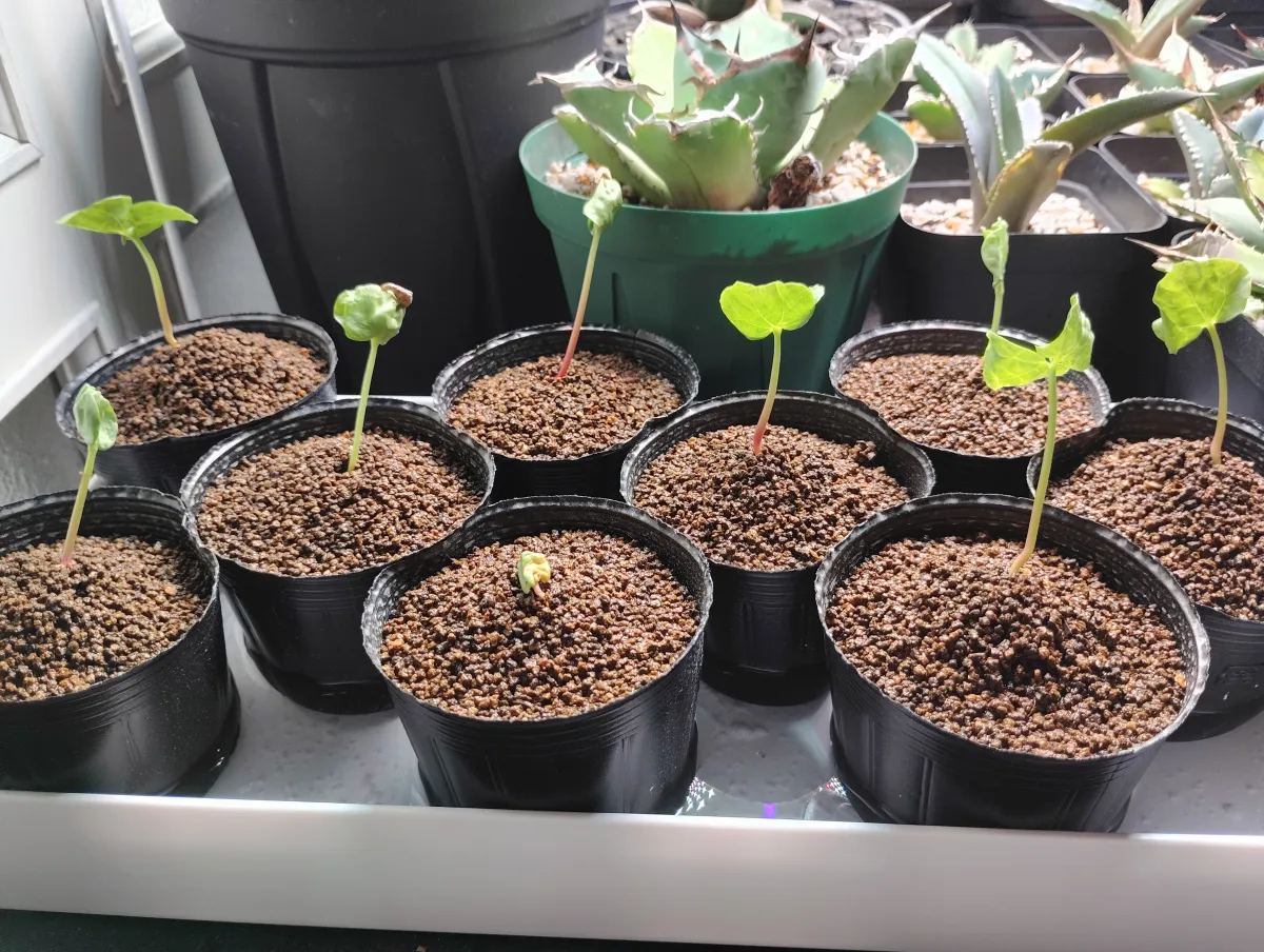 sp. Commiphora sp. (コミフォラ)
