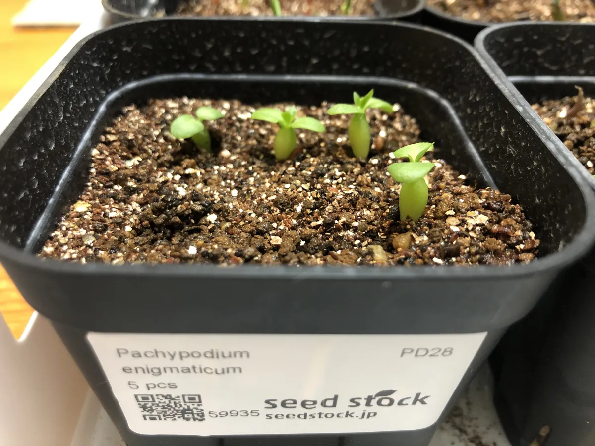 Pachypodium enigmaticum (パキポディウム エニグマチカム)