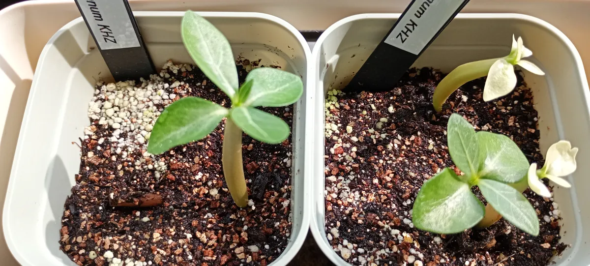 KHZ Adenium thai socotranum KHZ (アデニウム タイ ソコトラナム)