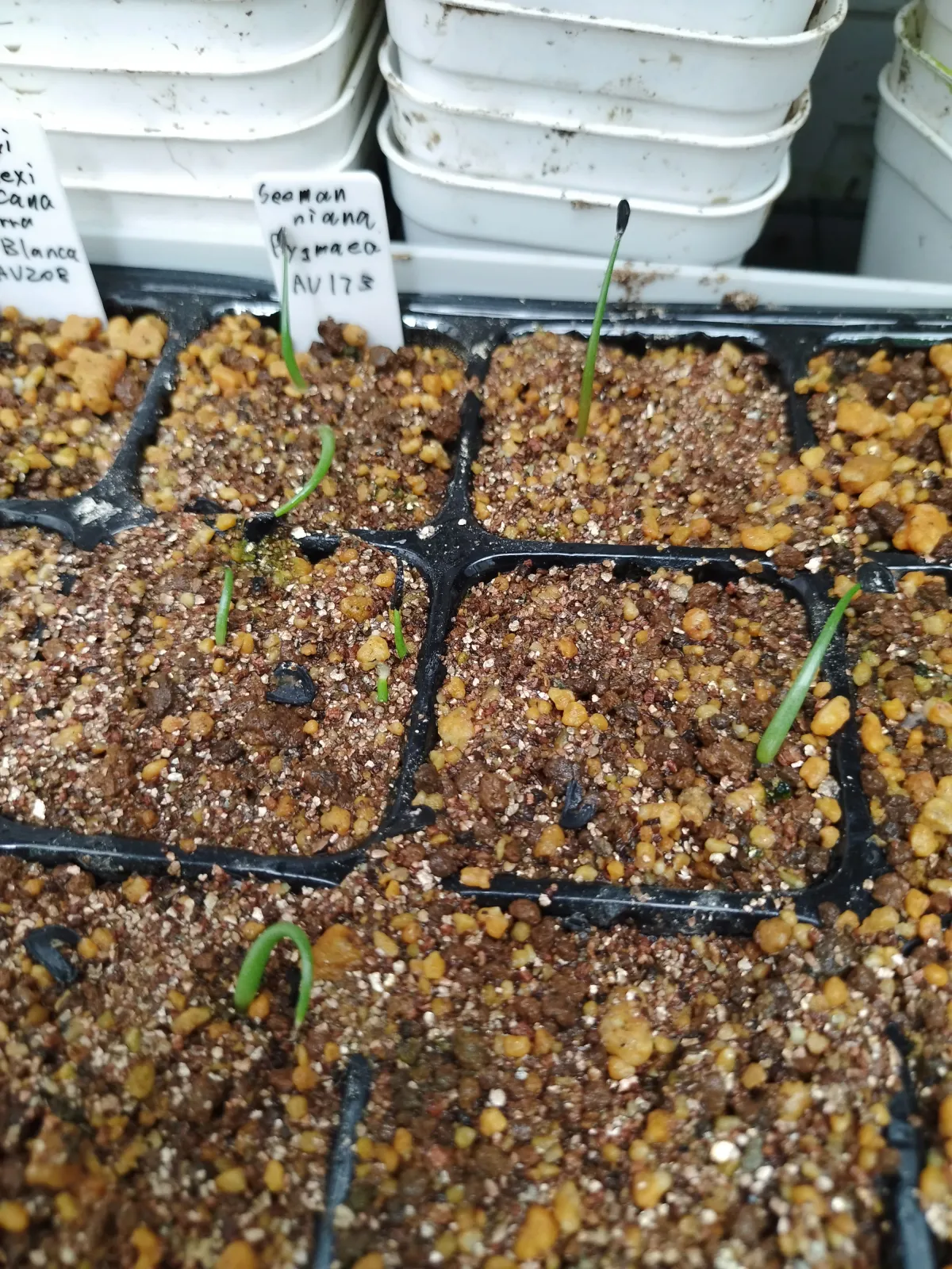 Agave seemanniana Pygmaea (アガベ ピグマエア)