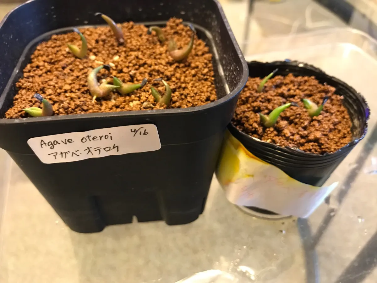Agave oteroi Lot. (アガベ オテロイ)