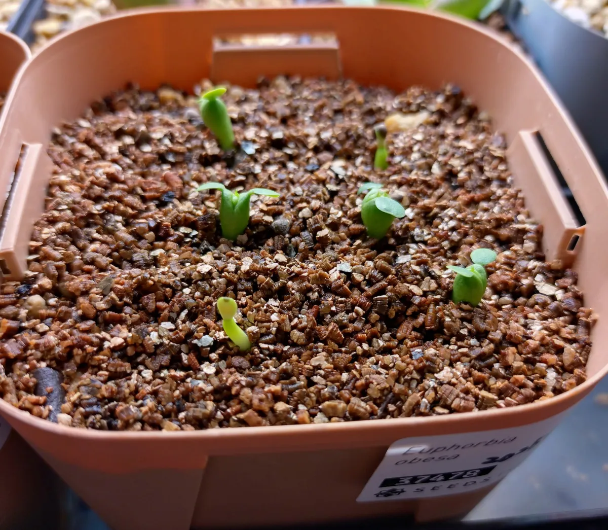 Euphorbia obesa (ユーフォルビア オベサ)