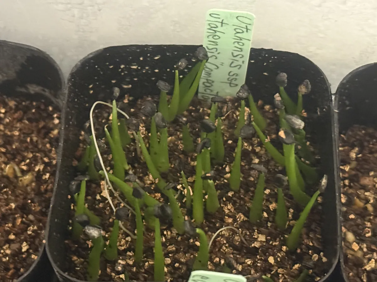 Agave utahensis ssp. utahensis Compacta (アガベ ユタエンシスコンパクタ)