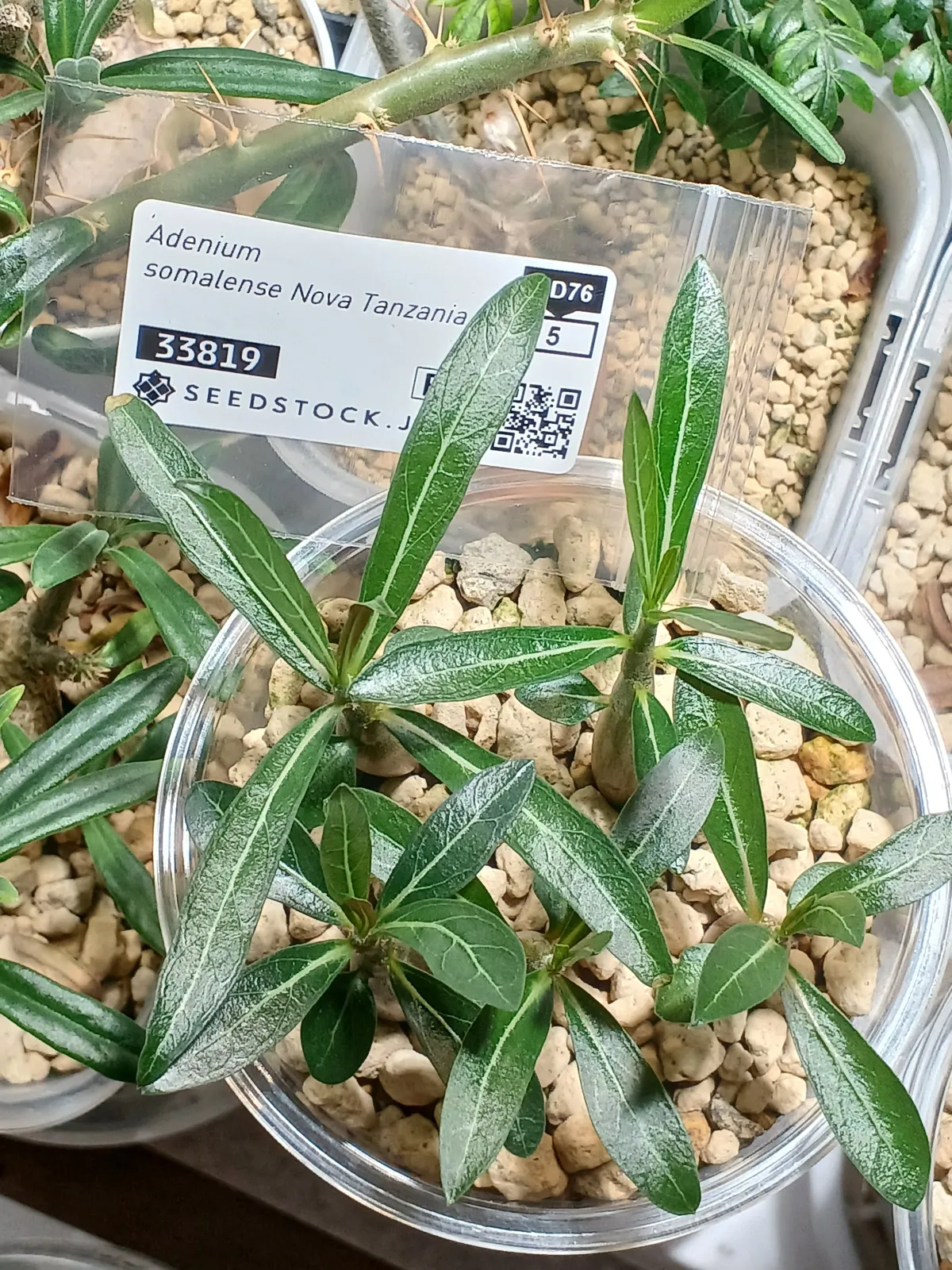 Adenium somalense  Nova Tanzania (アデニウム ノヴァ タンザニア)