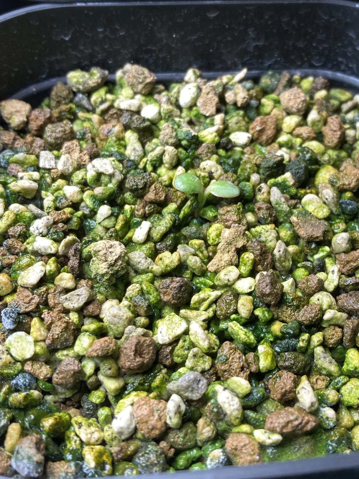 Euphorbia primulifolia (ユーフォルビア プリムリフォリア)