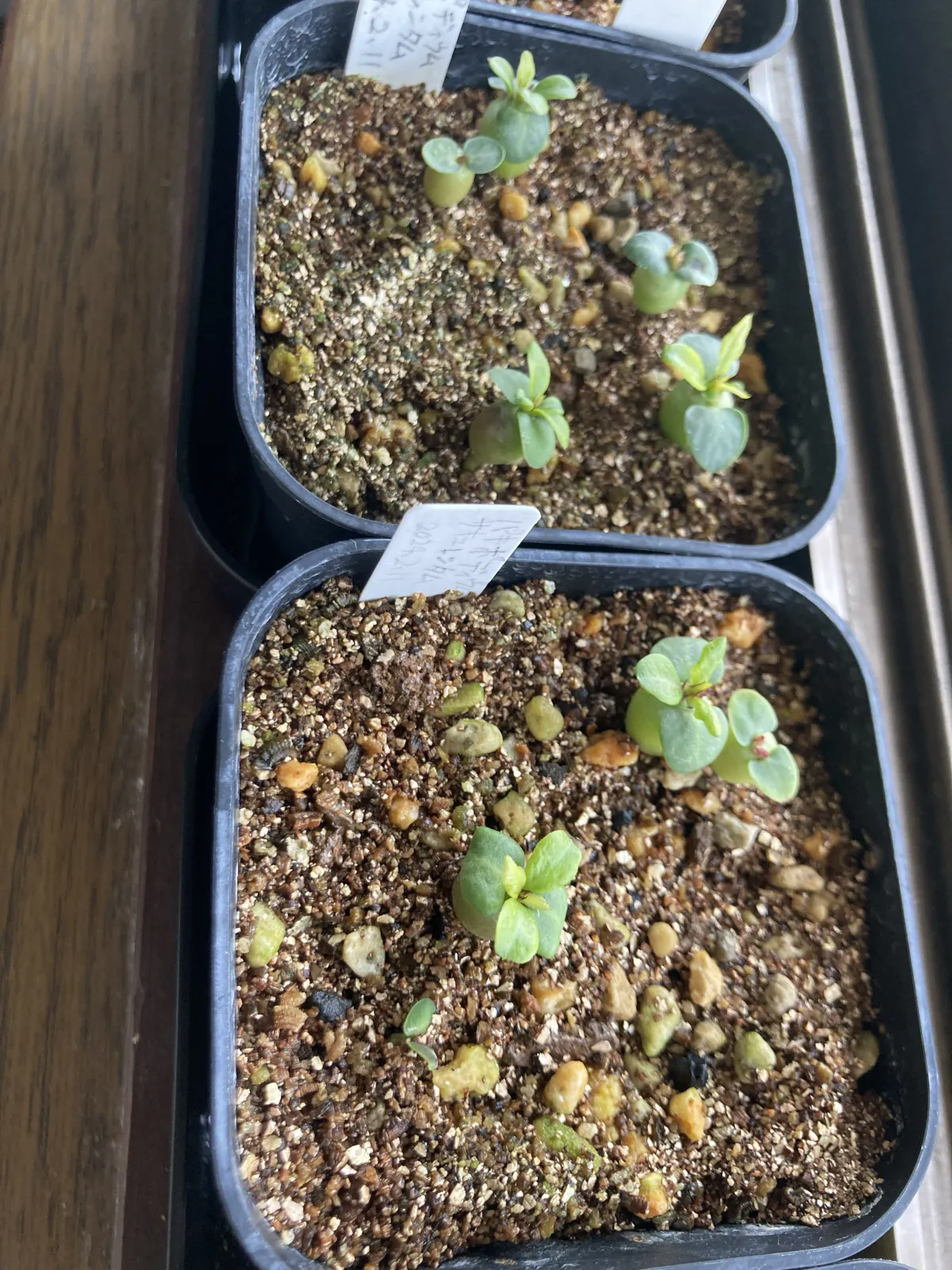 Pachypodium succulentum (パキポディウム サキュレンタム)