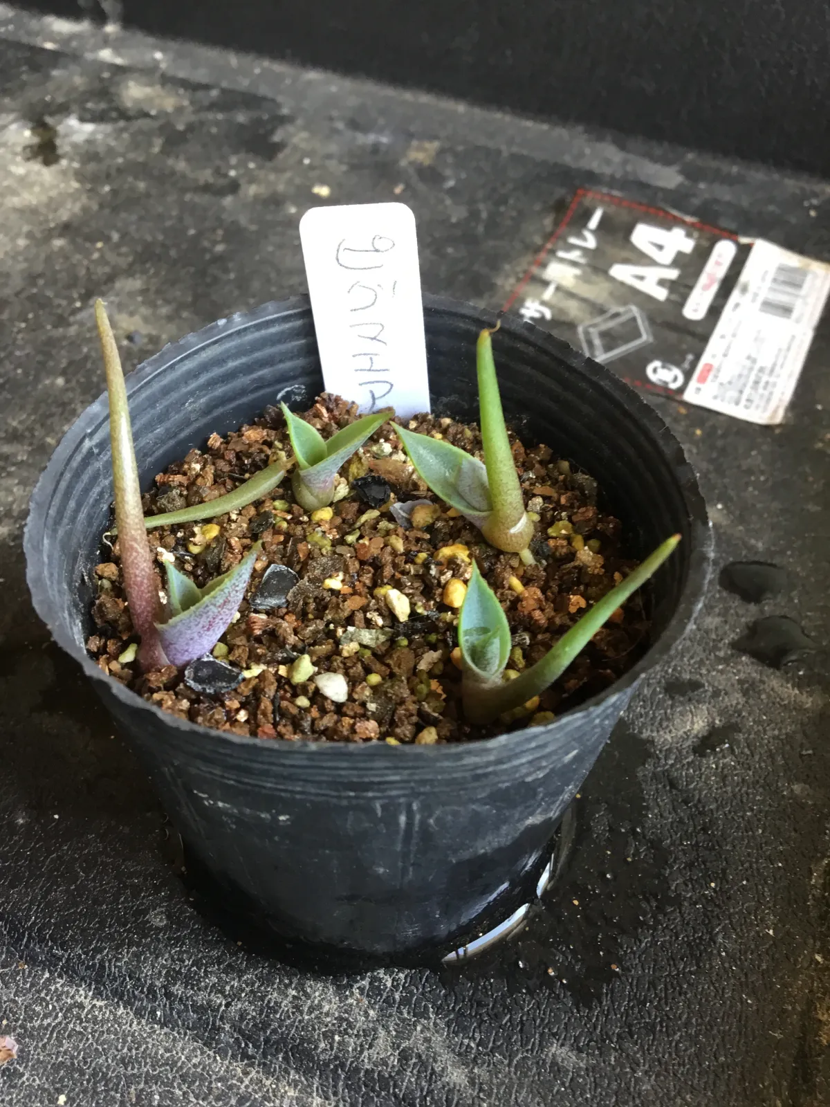 Agave seemanniana Pygmaea (アガベ ピグマエア)