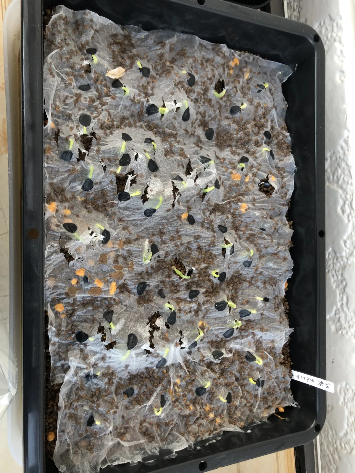 Agave salmiana ssp. salmiana (アガベ サルミアナ)