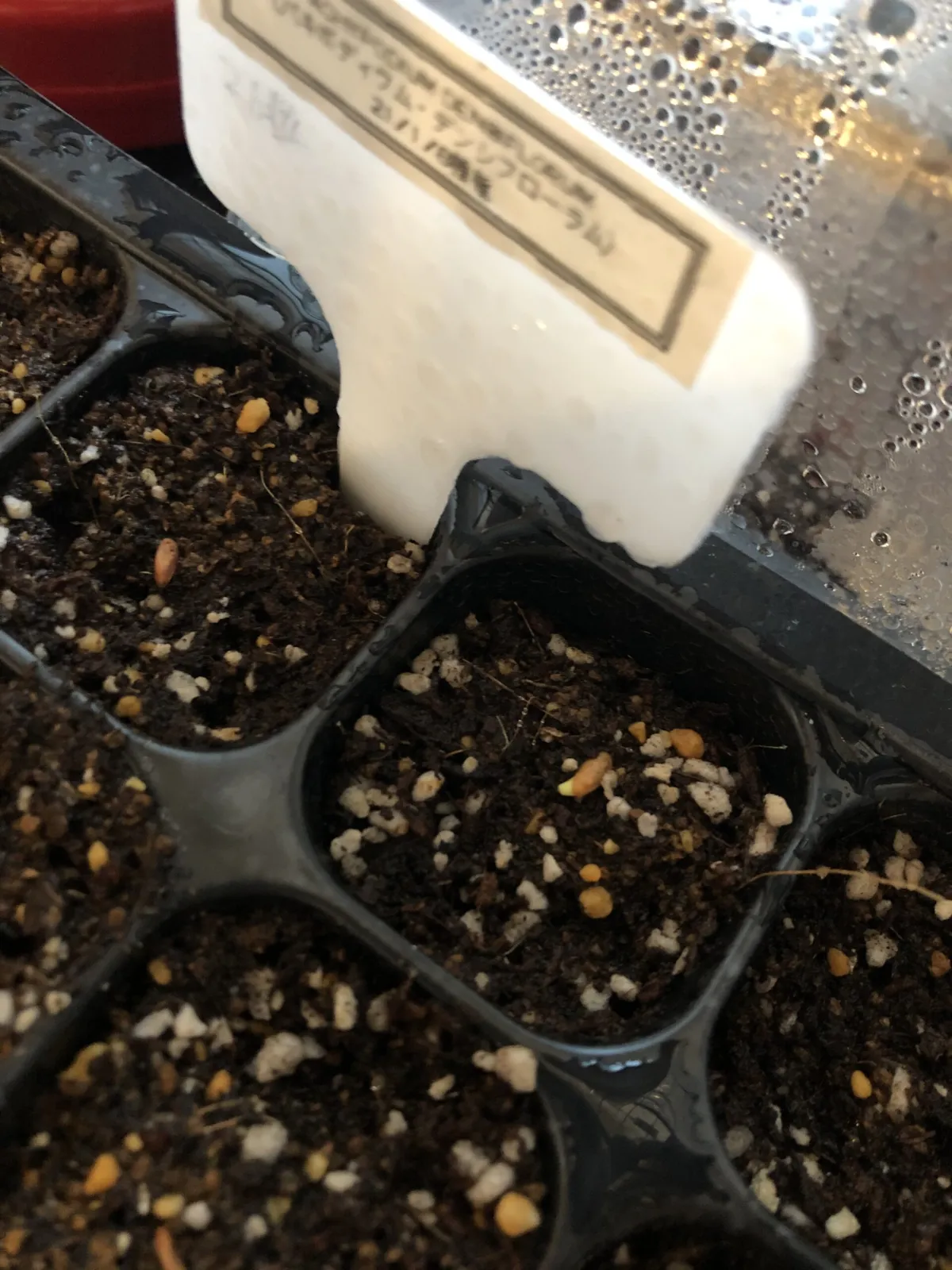 Pachypodium densiflorum var. densiflorum (パキポディウム デンシフローラム)