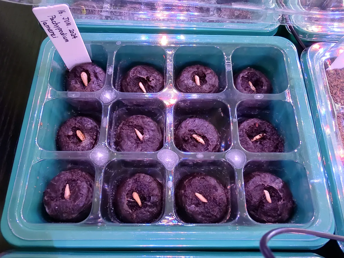 Pachypodium lamerei (パキポディウム ラメレイ)