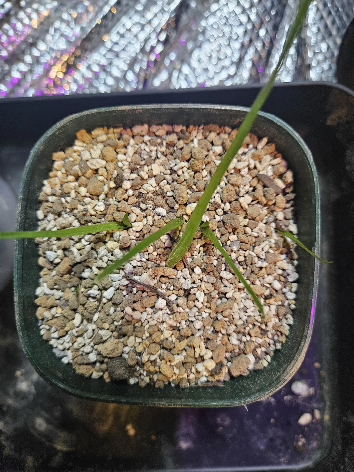 Aloe charlotteae (アロエ シャルロッティ)