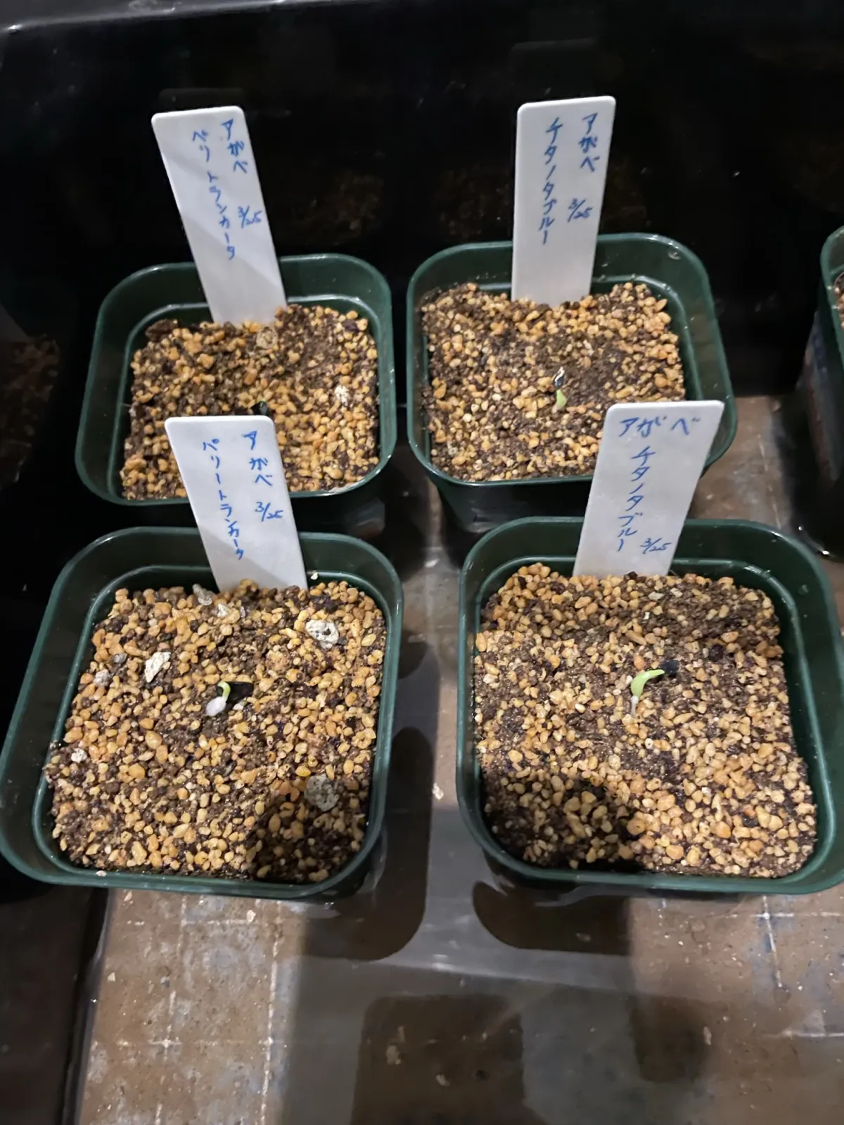 Agave titanota Blue Lot. (アガベ チタノタブルー)