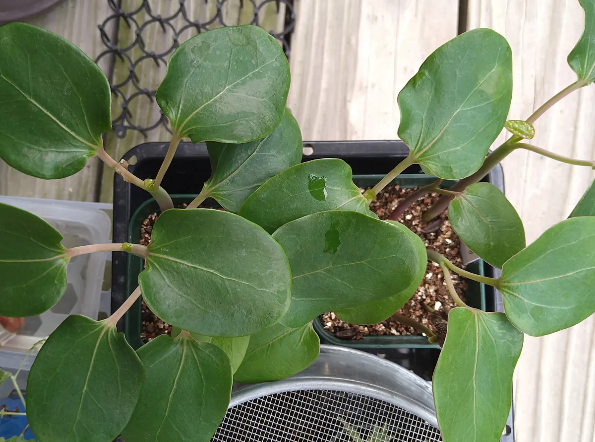 Jatropha podagrica red (ヤトロファ ポダグリカ レッド)