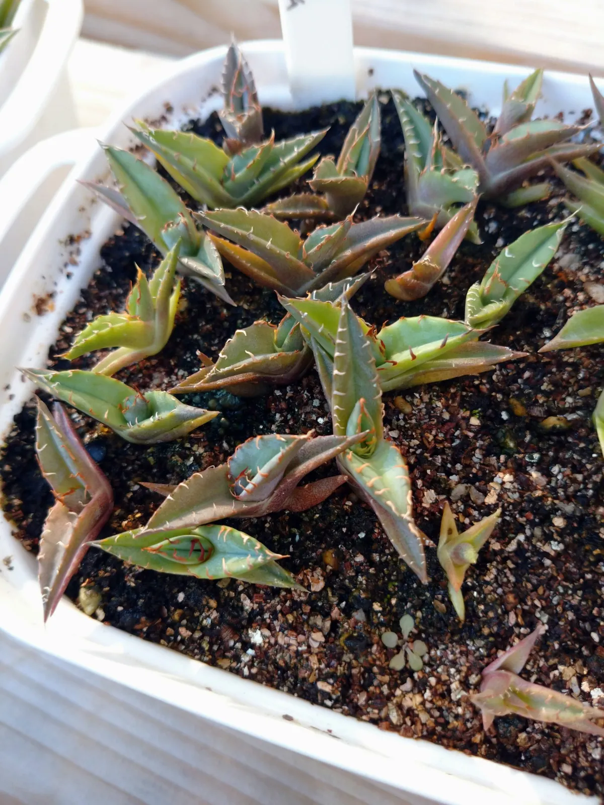 Agave ghiesbreghtii (アガベ パルプソーラム)