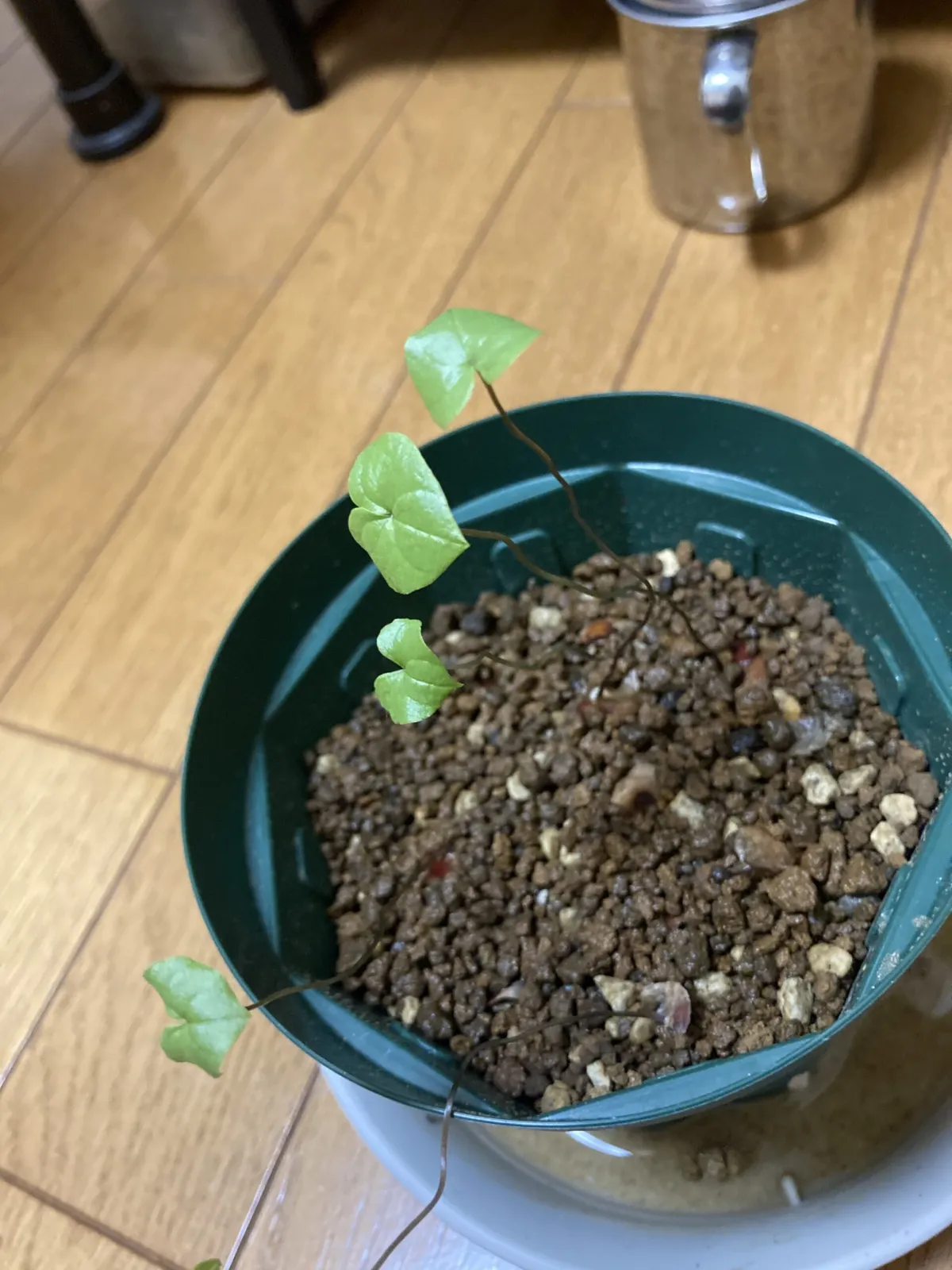 Dioscorea elephantipes (ディオスコレア エレファンティペス)