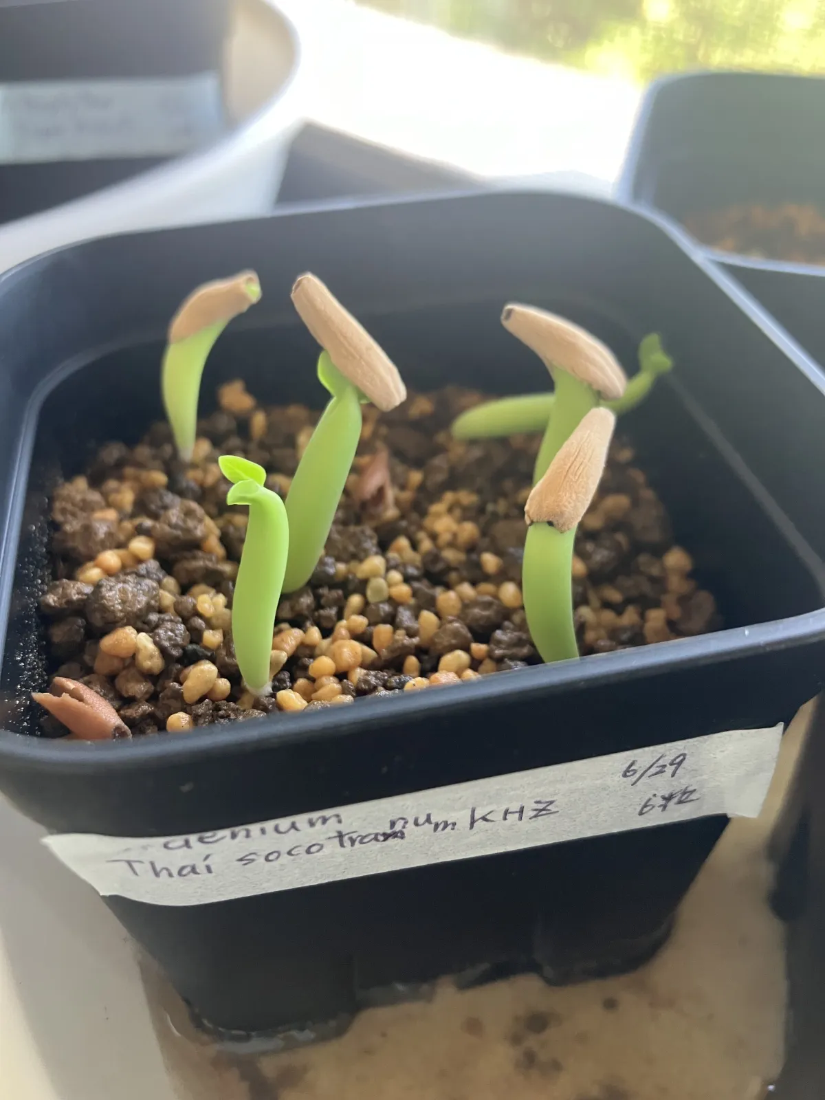 KHZ Adenium thai socotranum KHZ (アデニウム タイ ソコトラナム)