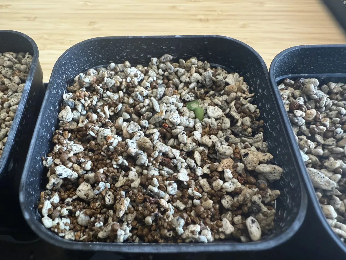 Pachypodium succulentum (パキポディウム サキュレンタム)