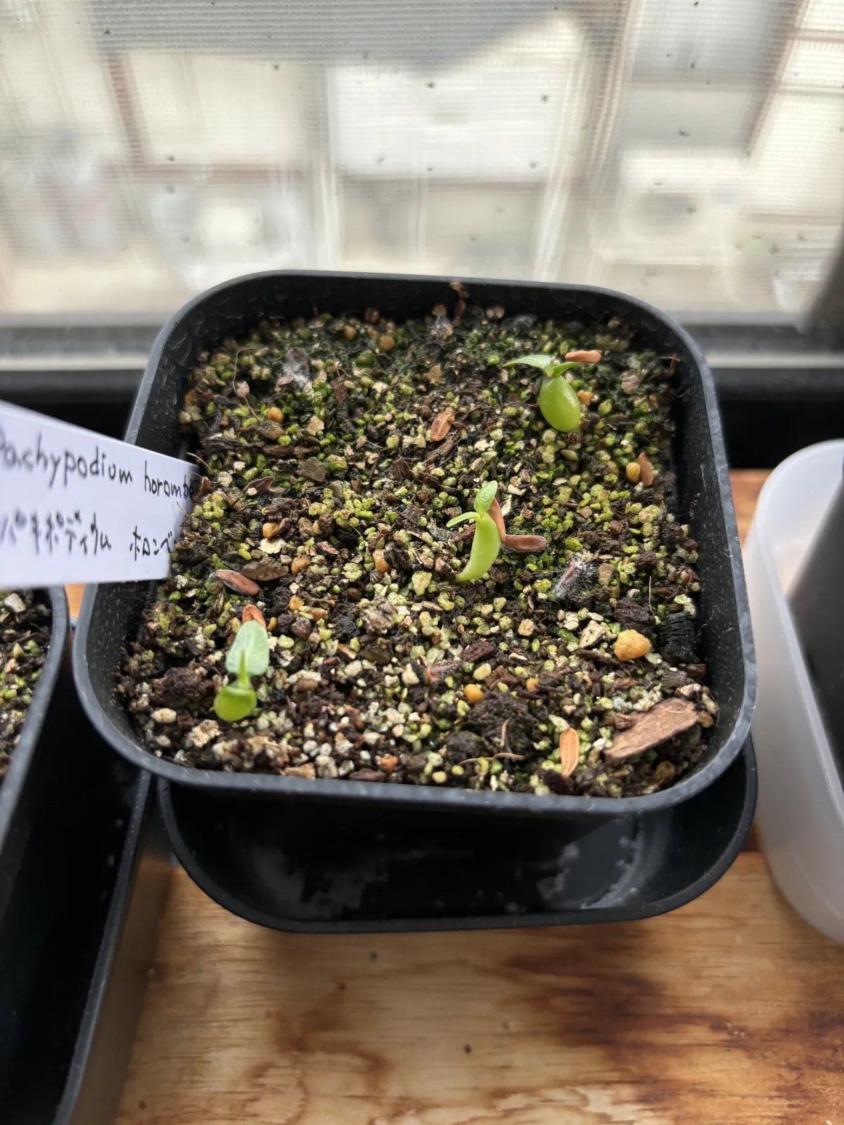Pachypodium horombense (パキポディウム ホロンベンセ)