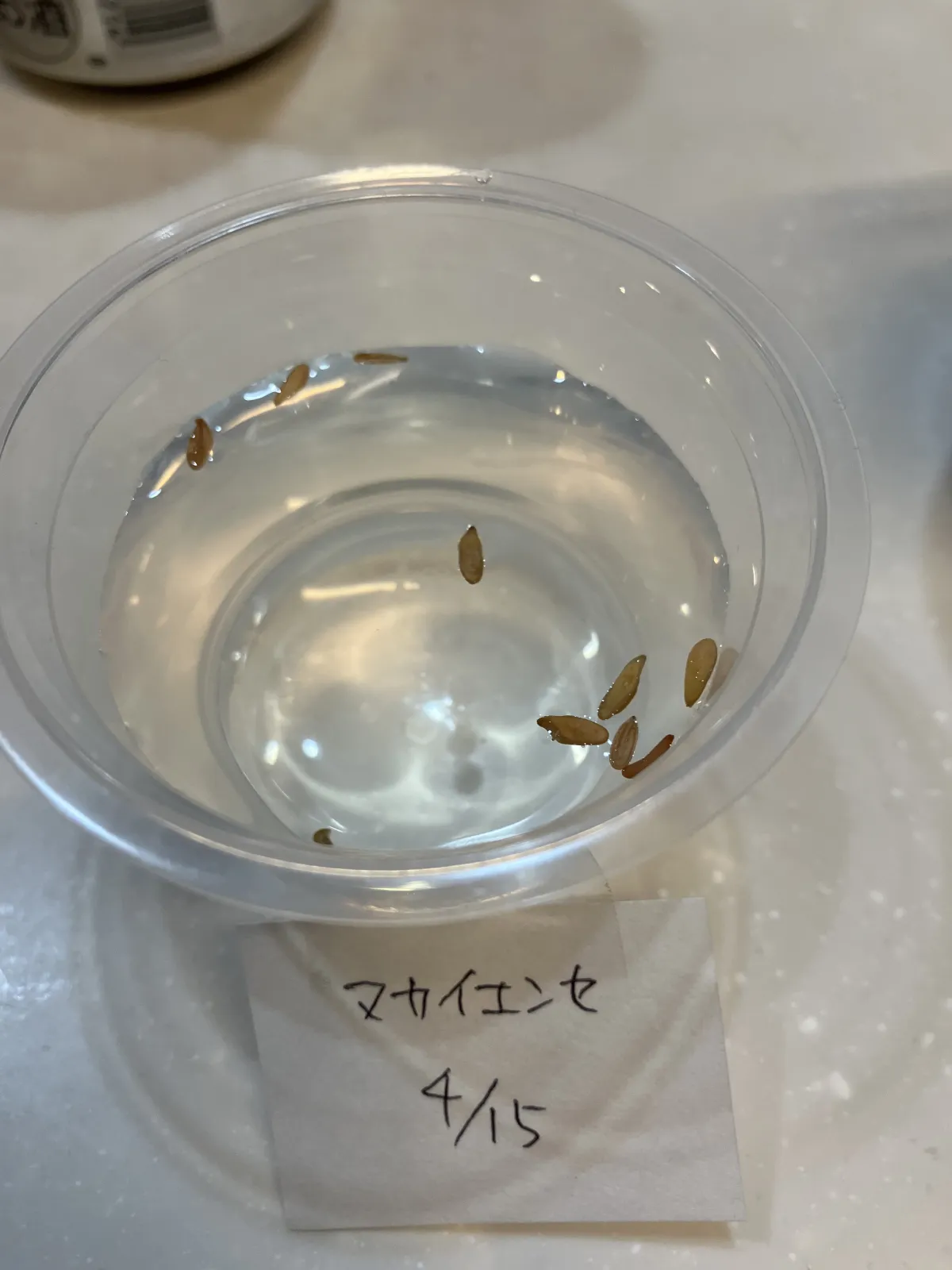 Pachypodium rosulatum ssp. makayense (パキポディウム マカイエンセ)