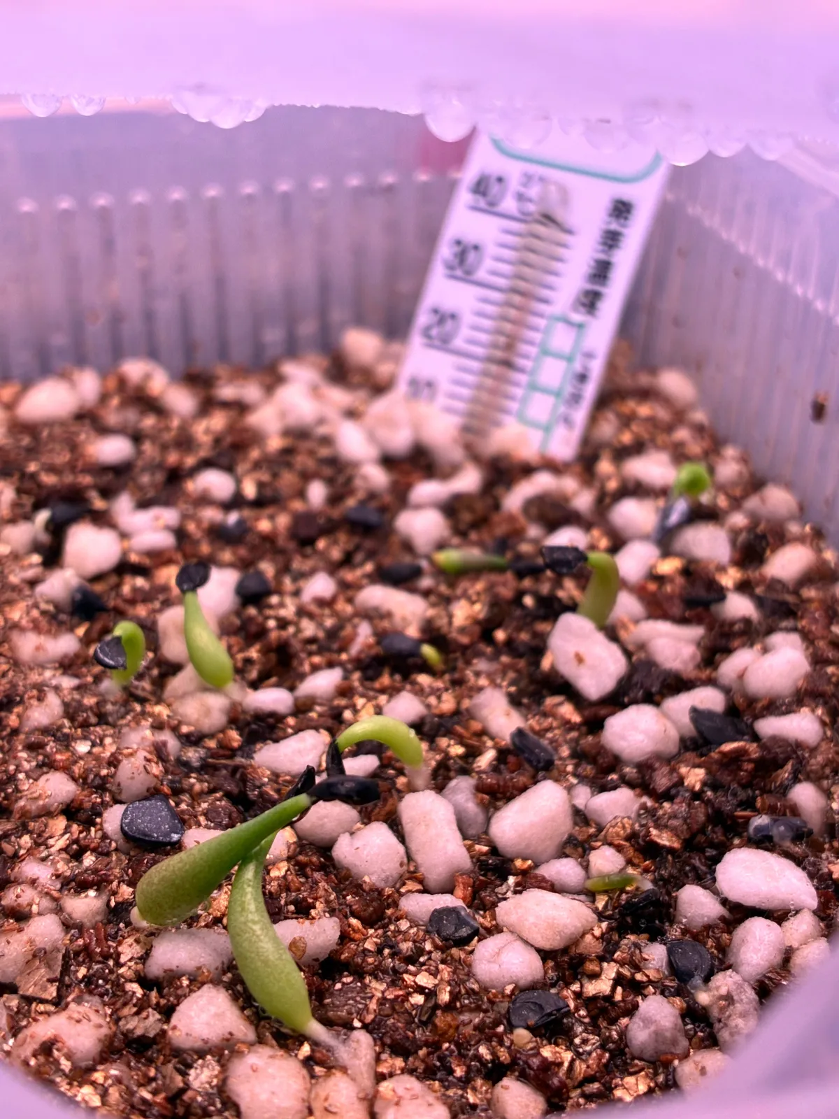 Agave oteroi Lot. (アガベ オテロイ)