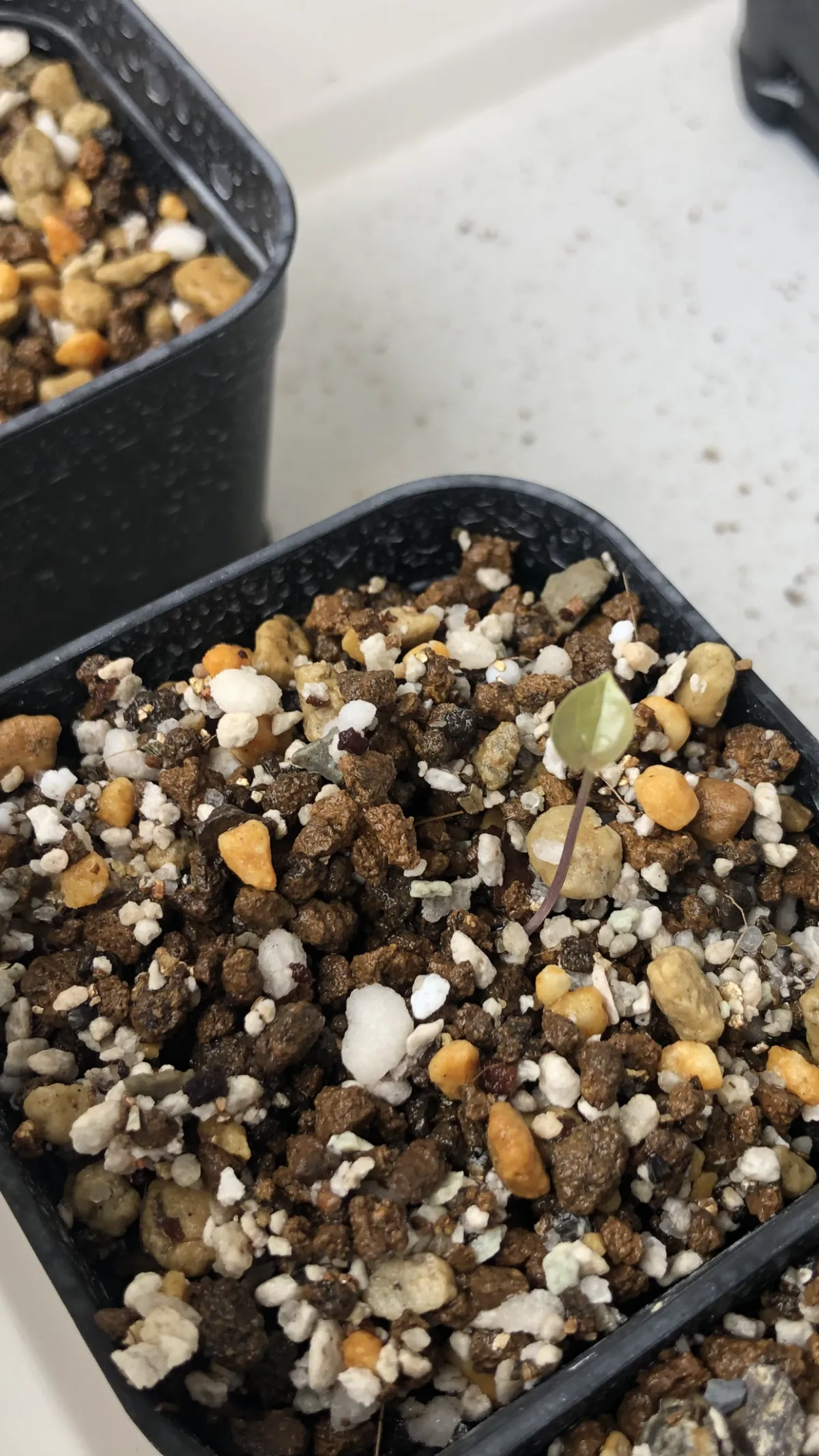 Dioscorea elephantipes (ディオスコレア エレファンティペス)