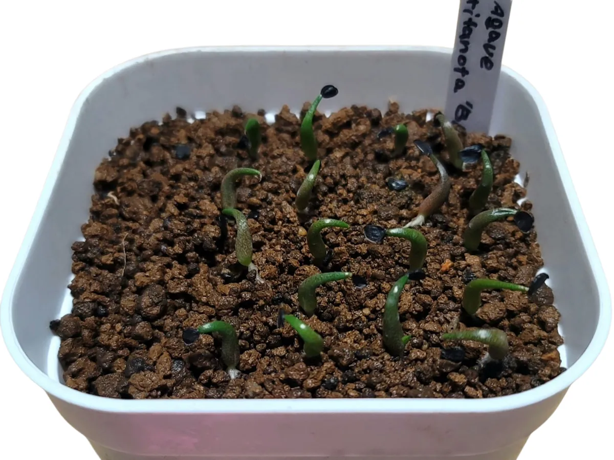 Agave titanota Blue Lot. (アガベ チタノタブルー)
