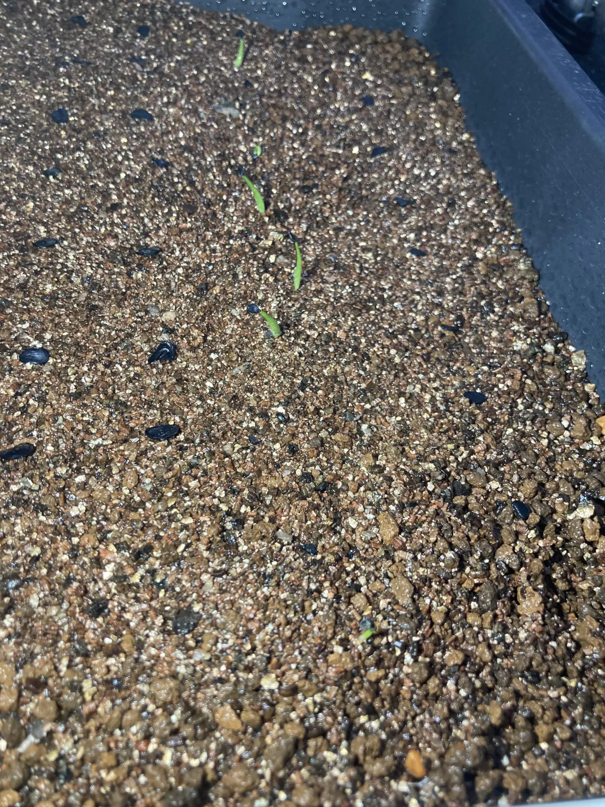 Agave filifera var. compacta (アガベ フィリフェラコンパクタ)