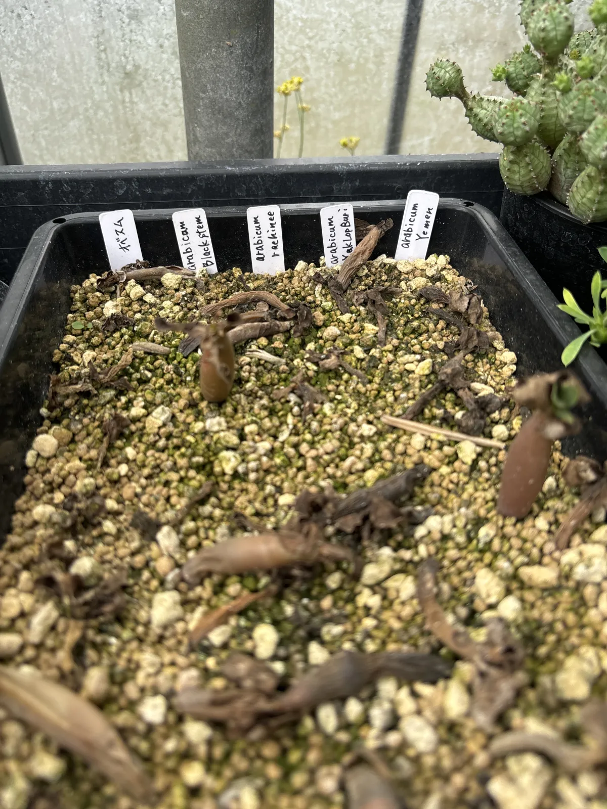 Adenium arabicum rachine (アデニウム アラビカム ラシニー)