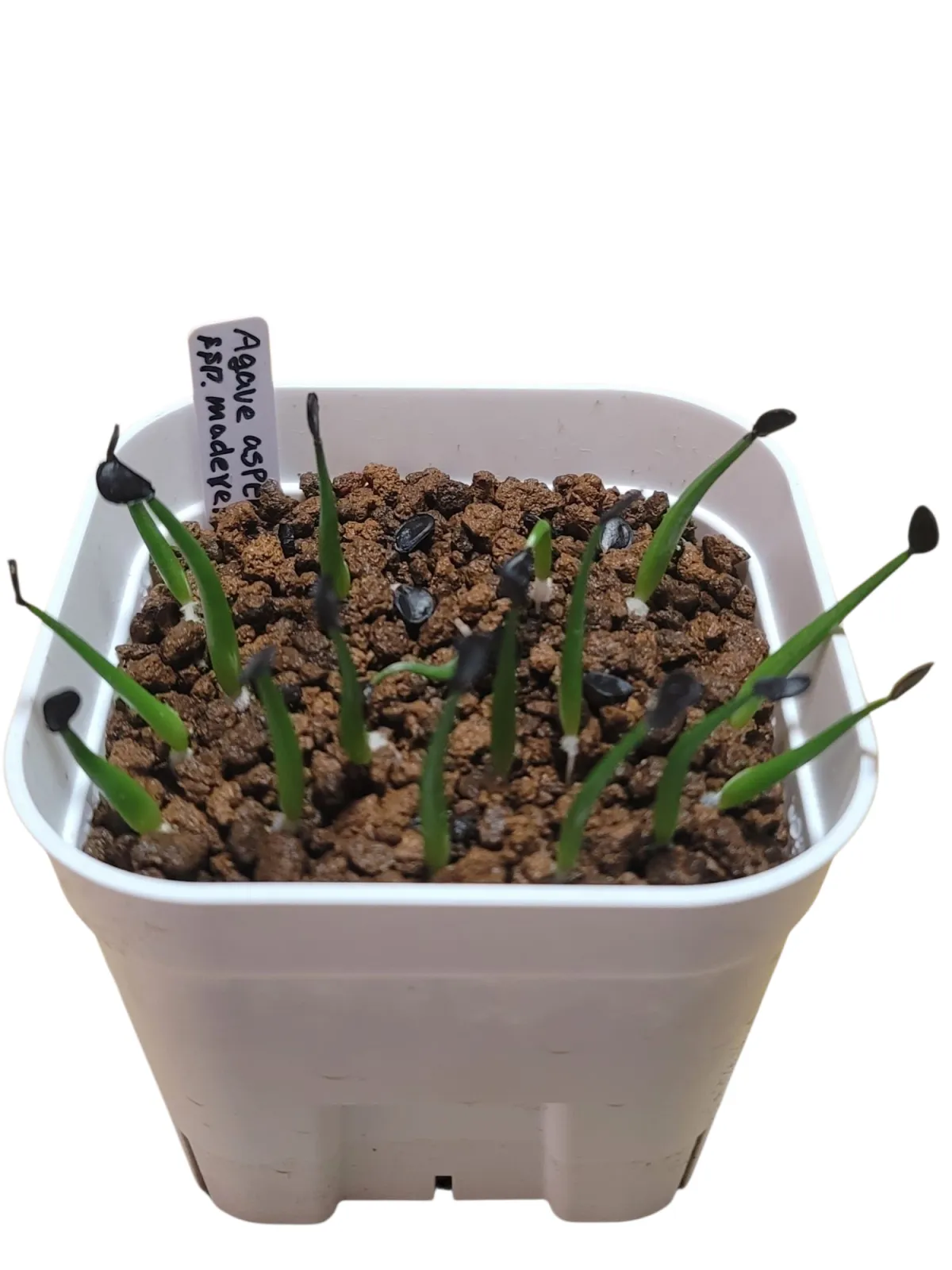 Agave asperrima maderensis (アガベ アスペリーマ マデレンシス)