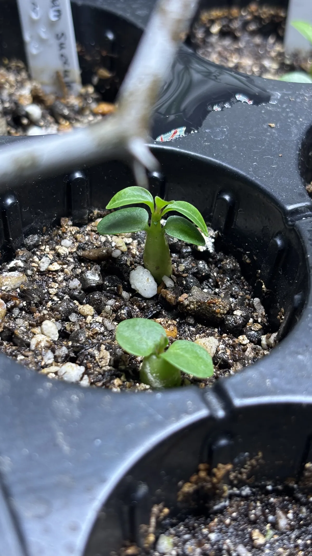 Pachypodium succulentum (パキポディウム サキュレンタム)