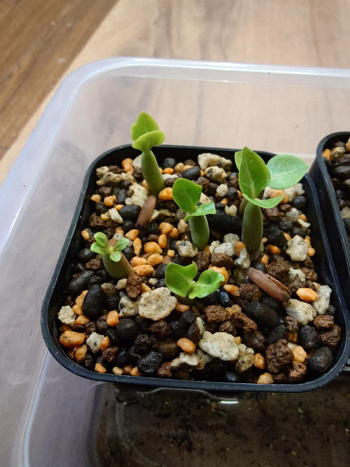 Adenium arabicum Godji (アデニウム アラビカムゴッジ)