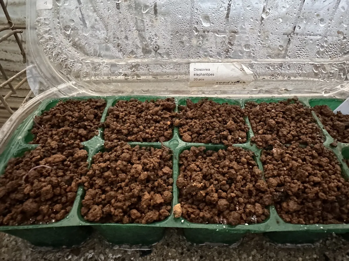 Dioscorea elephantipes (ディオスコレア エレファンティペス)