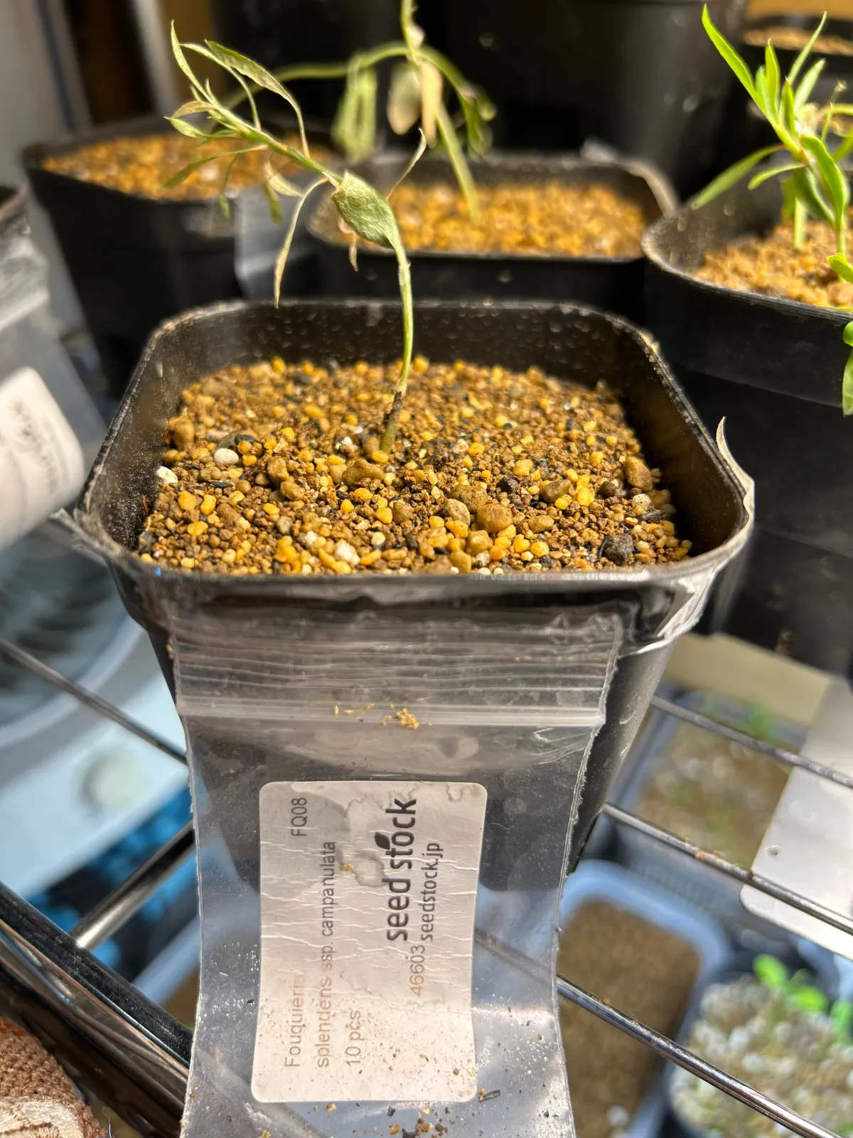 Fouquieria splendens ssp. campanulata (フォークイエリア カンパニュラタ)