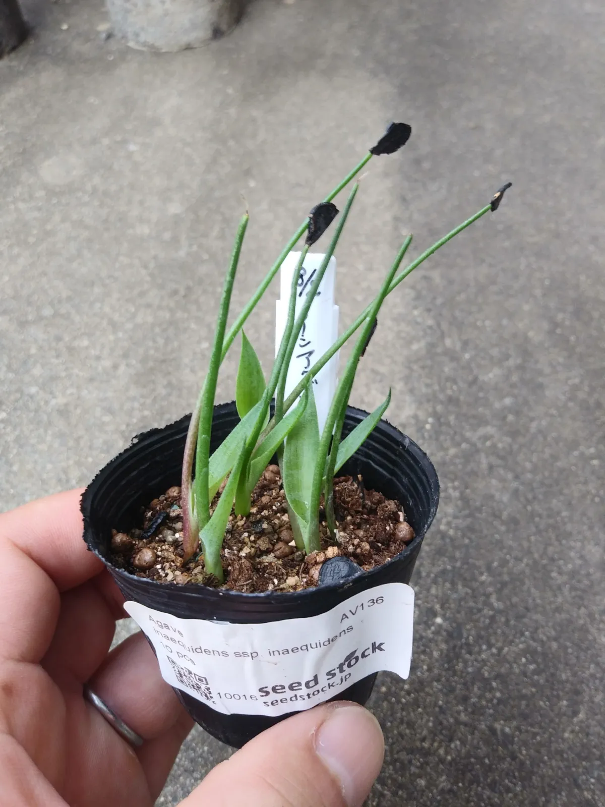 Agave inaequidens ssp. inaequidens (アガベ インアクイデンス)