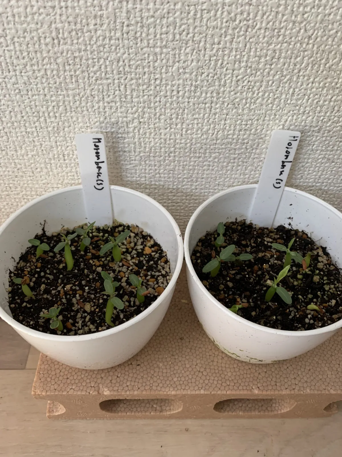 Pachypodium horombense (パキポディウム ホロンベンセ)