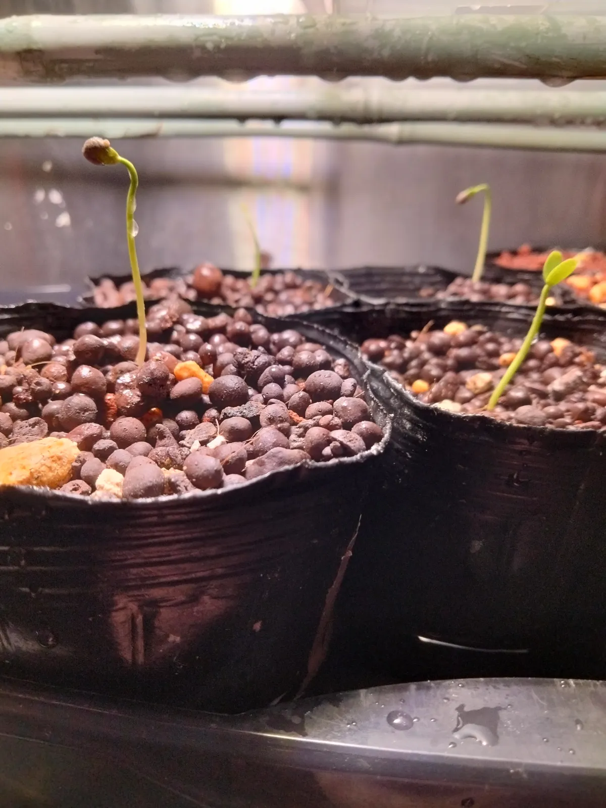 Euphorbia stenoclada (ユーフォルビア ステノクラーダ)